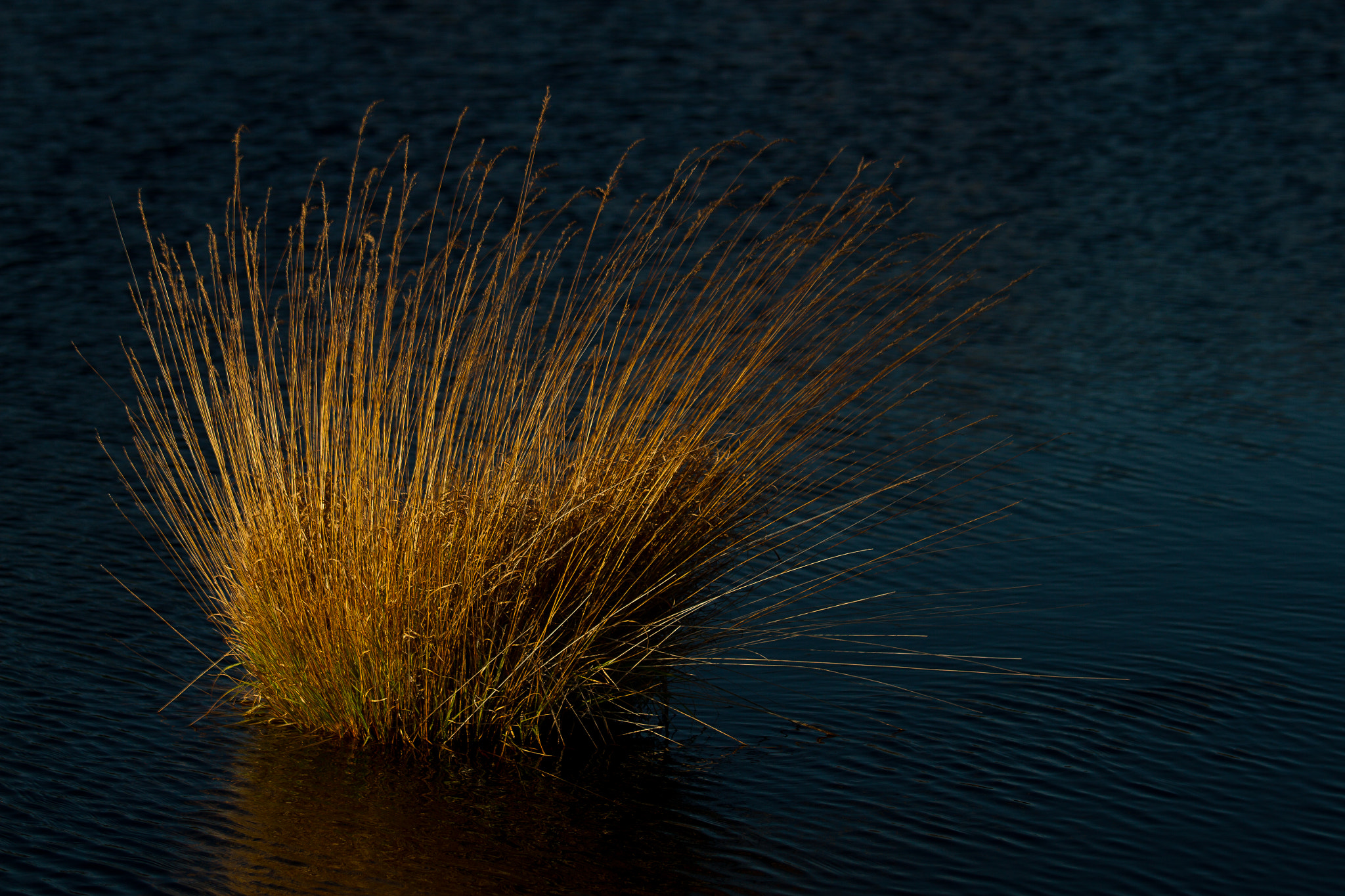 Canon EOS 7D + Canon EF 70-200mm F4L IS USM sample photo