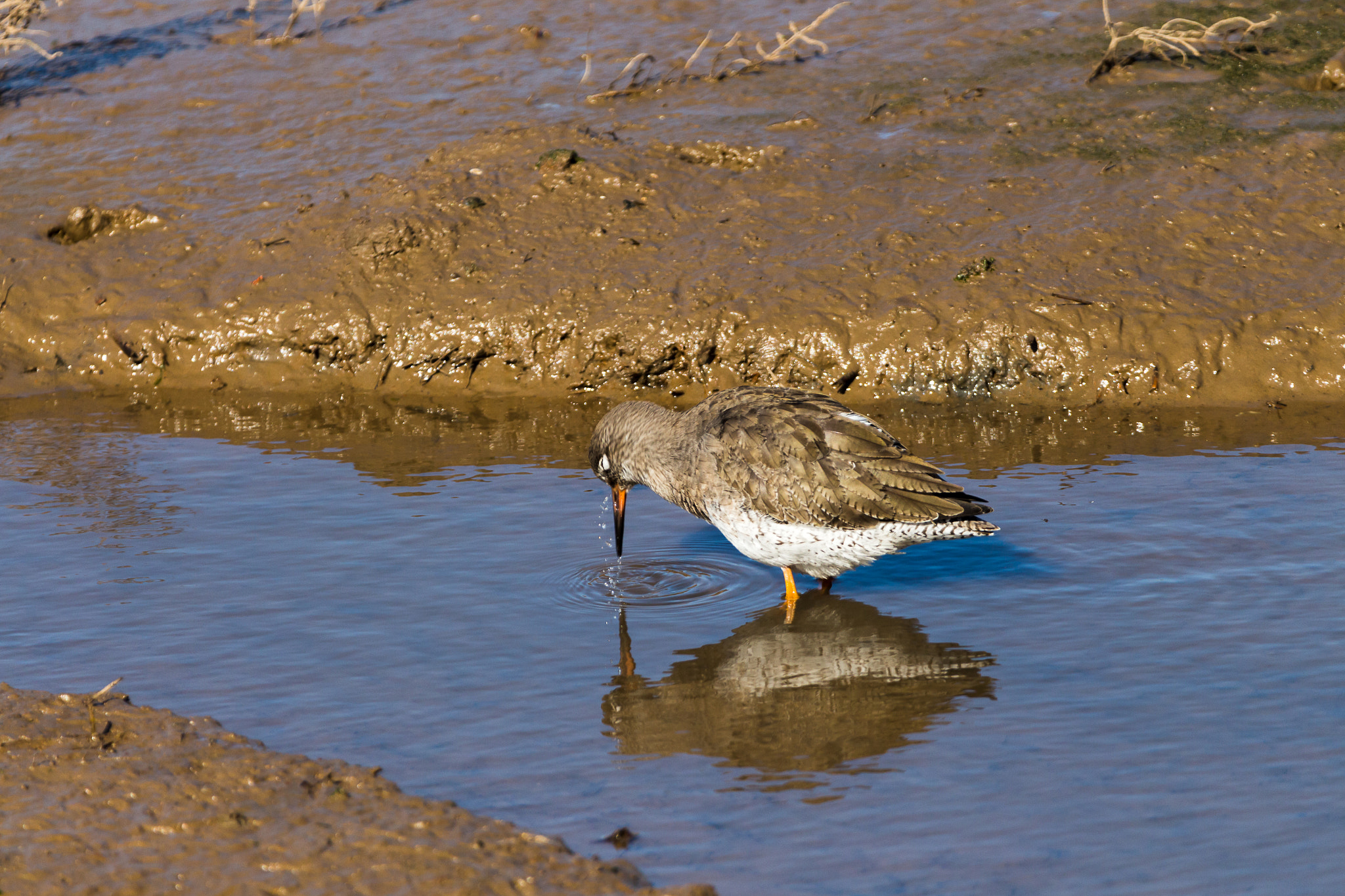 Canon EOS 700D (EOS Rebel T5i / EOS Kiss X7i) + 150-600mm F5-6.3 DG OS HSM | Contemporary 015 sample photo. Redshank photography