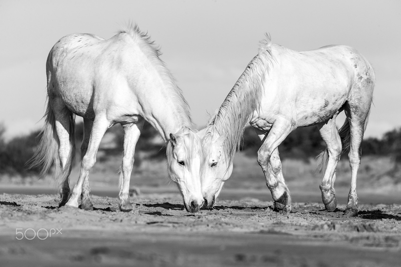 Canon EOS-1D X sample photo. Duo de chevaux camarguais photography