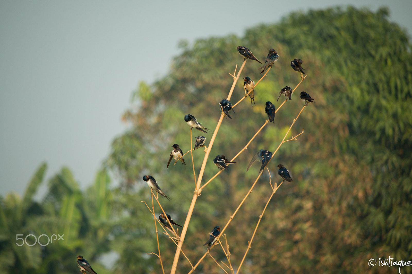 Canon EF-S 55-250mm F4-5.6 IS STM sample photo. Swallow_আবাবিল photography