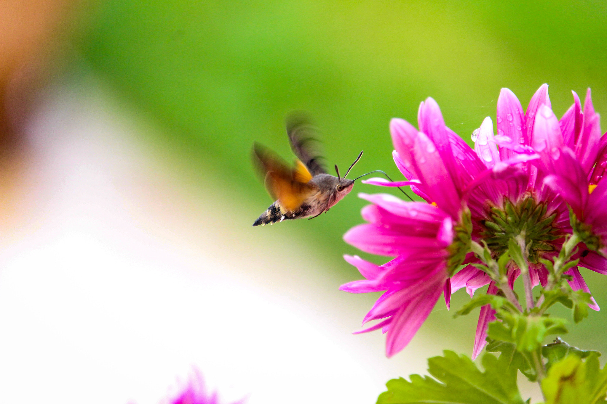 Canon EF-S 55-250mm F4-5.6 IS STM sample photo. Insetto photography