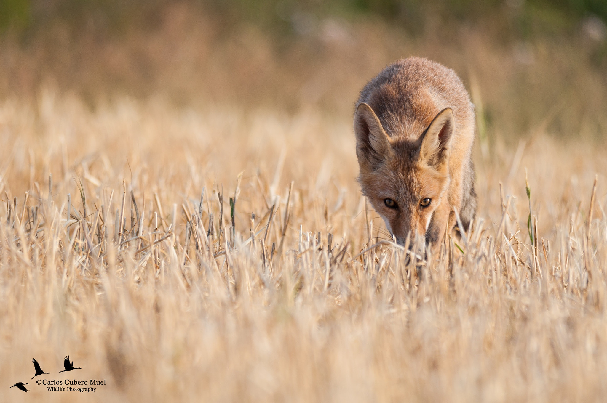 Nikon D5000 + Sigma 150-500mm F5-6.3 DG OS HSM sample photo. Looking at me photography