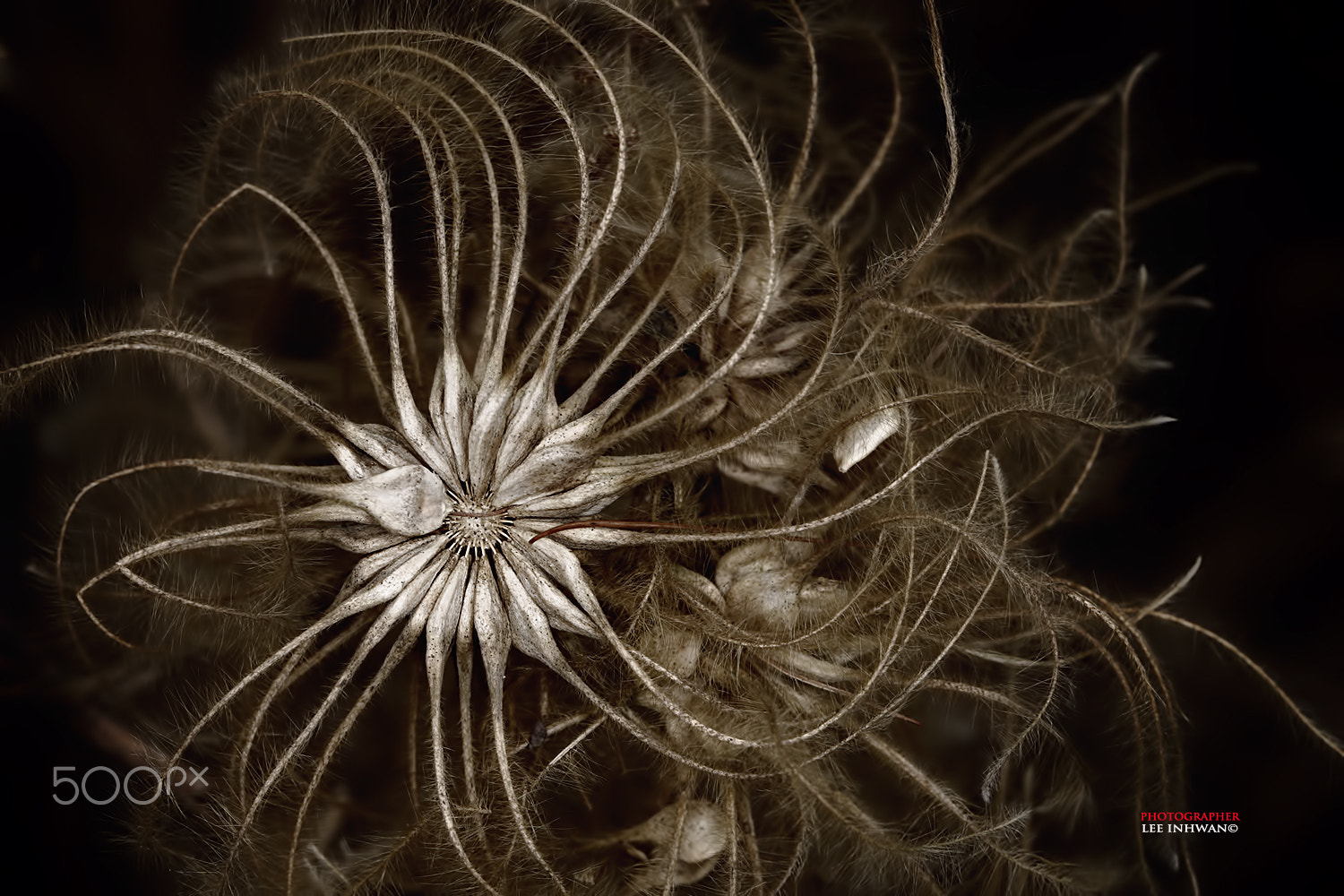 Canon EOS-1Ds Mark III sample photo. Just feel the nature - clematis photography