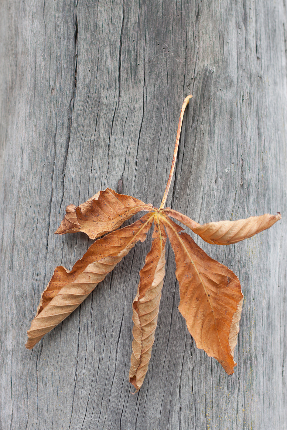 Canon EOS 500D (EOS Rebel T1i / EOS Kiss X3) sample photo. Leaf photography