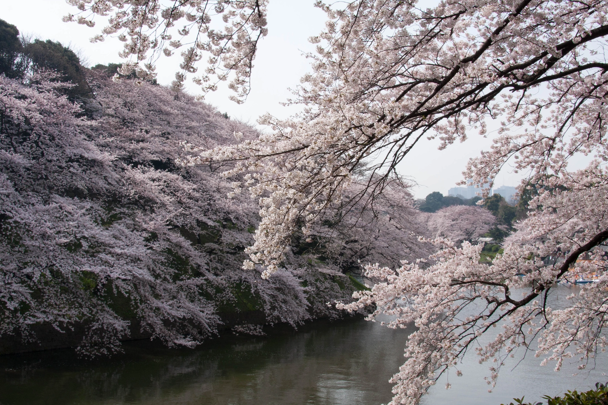 Canon EOS 40D sample photo. Spring full bloom - cherry blossom photography