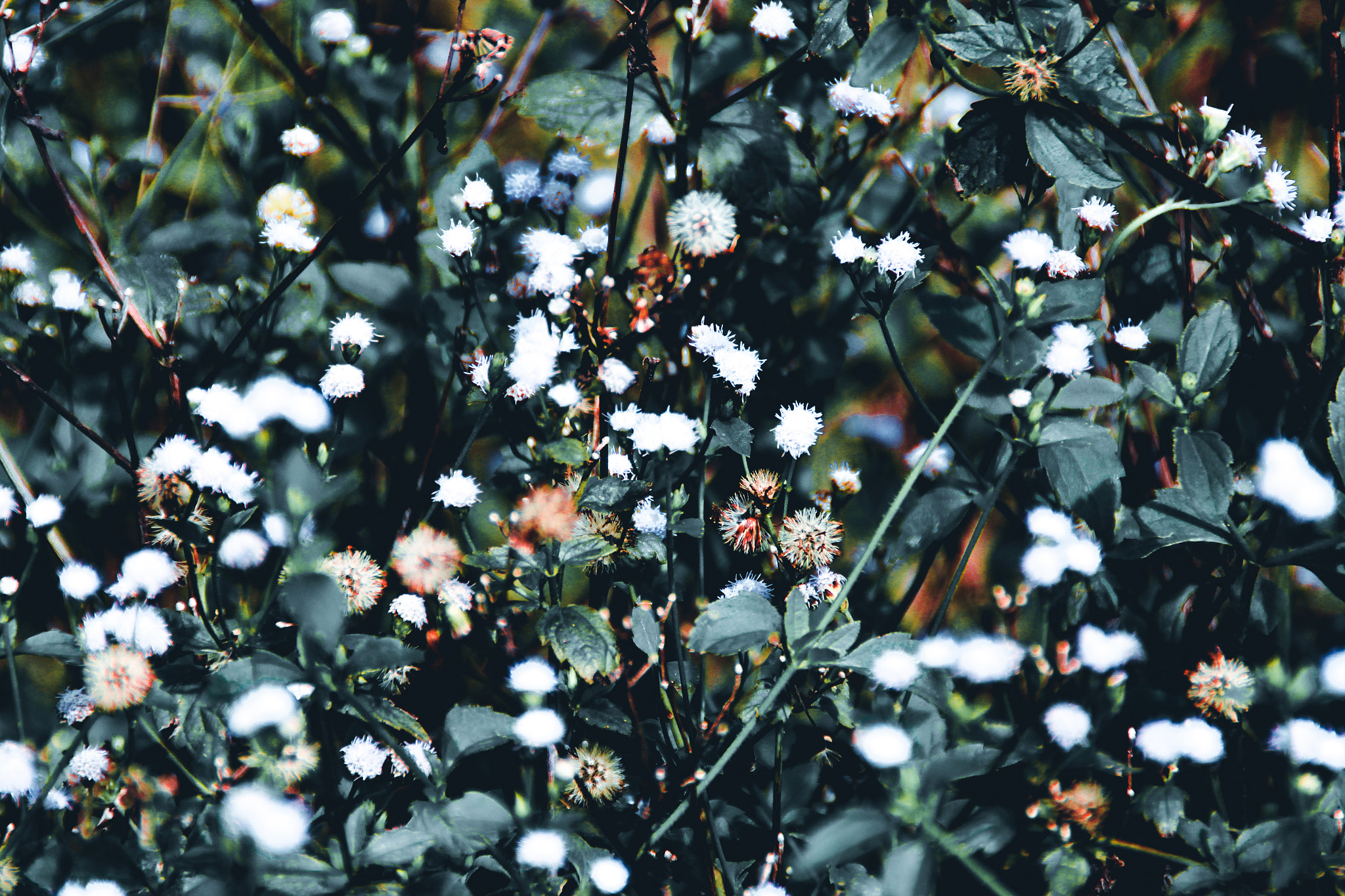Canon EOS 60D sample photo. Dark nature @chaiyaphum, thailand. photographer : j e e r a p r a p a photography