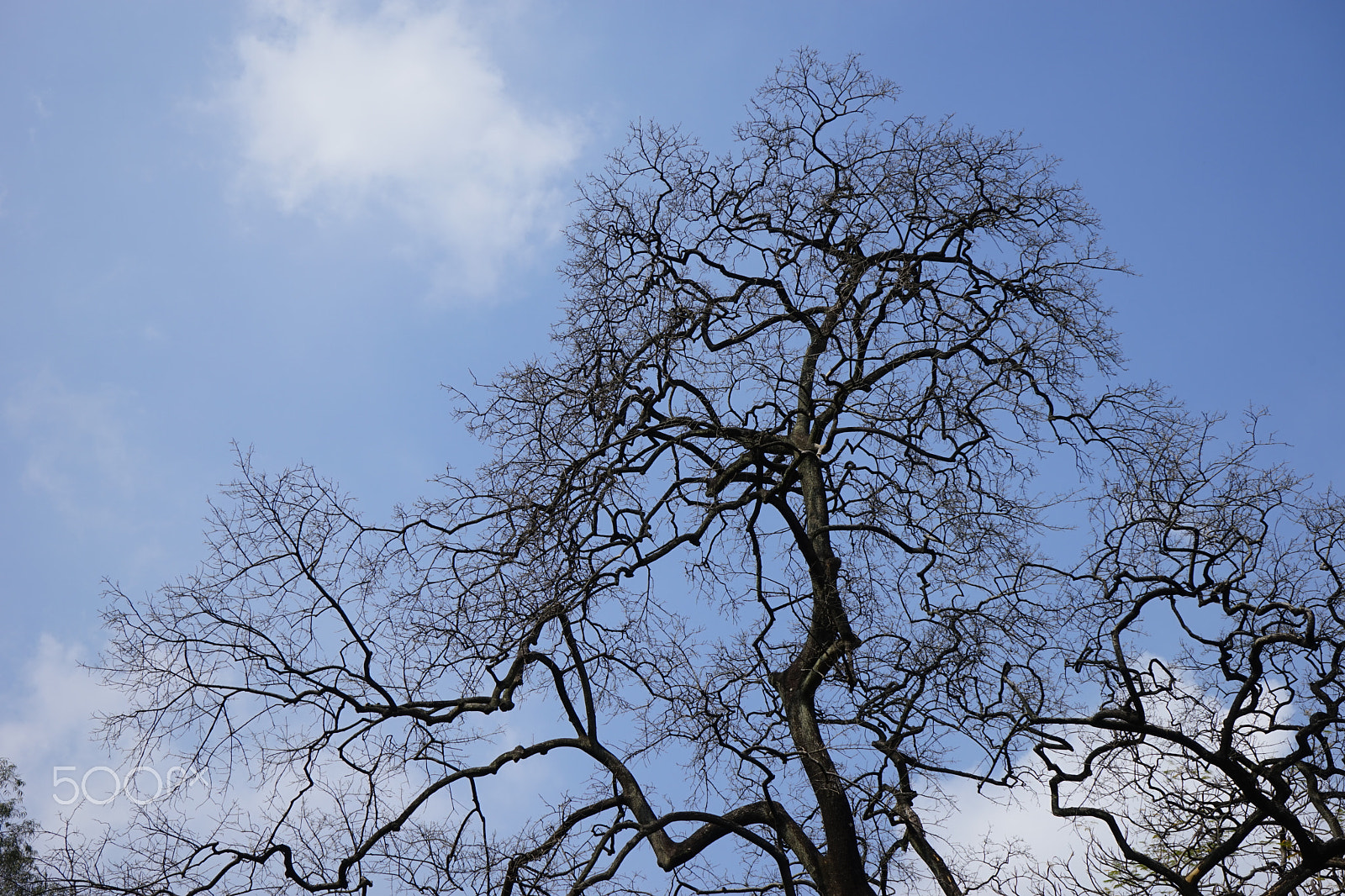 Sony a7 sample photo. Tree's face and life photography