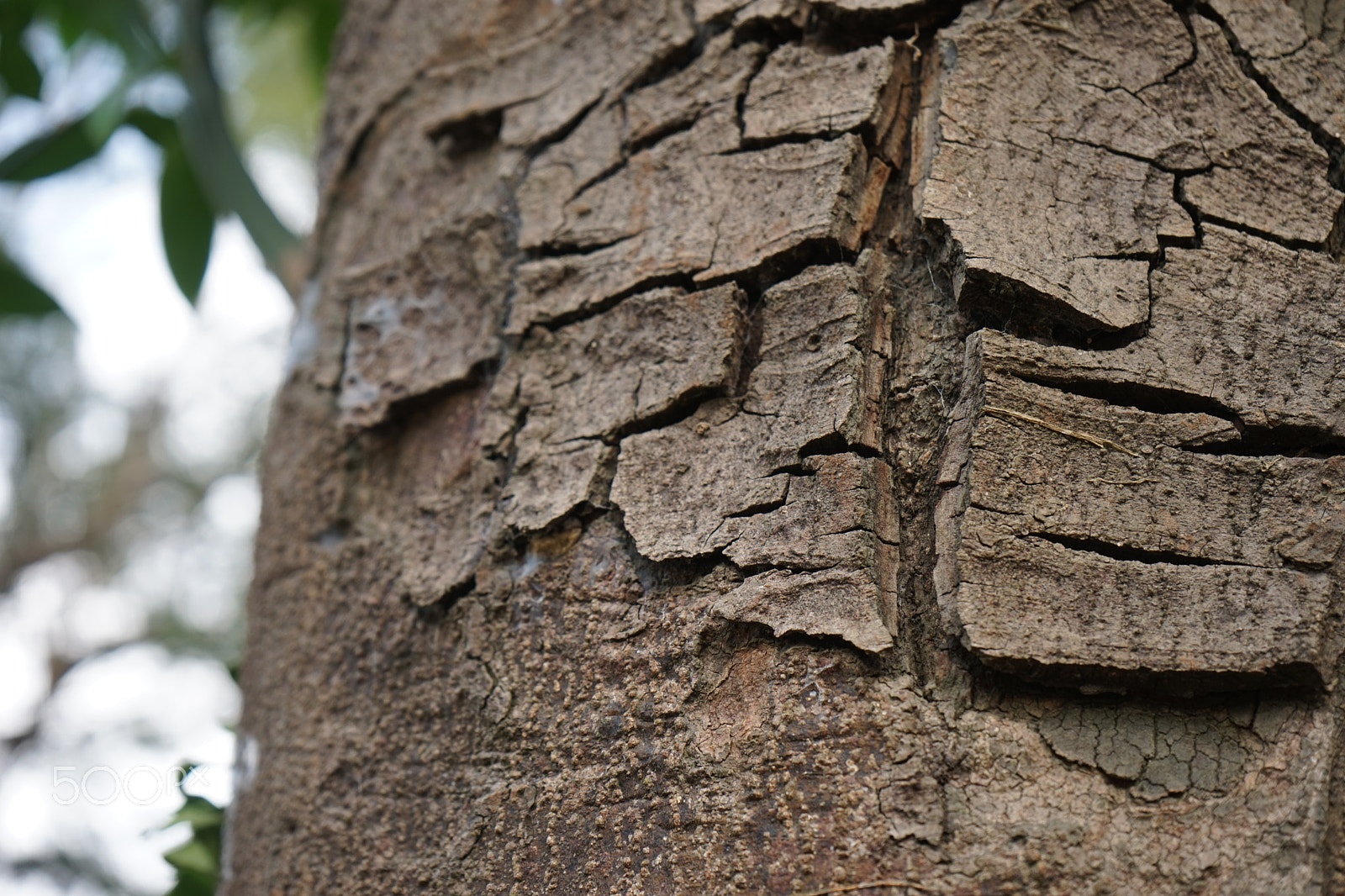 Sony a7 sample photo. Tree's face and life photography