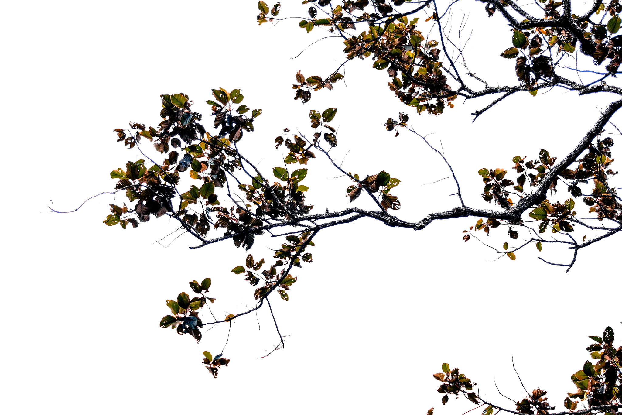 Canon EOS 60D sample photo. Nature @chaiyaphum, thailand. photographer : j e e r a p r a p a photography
