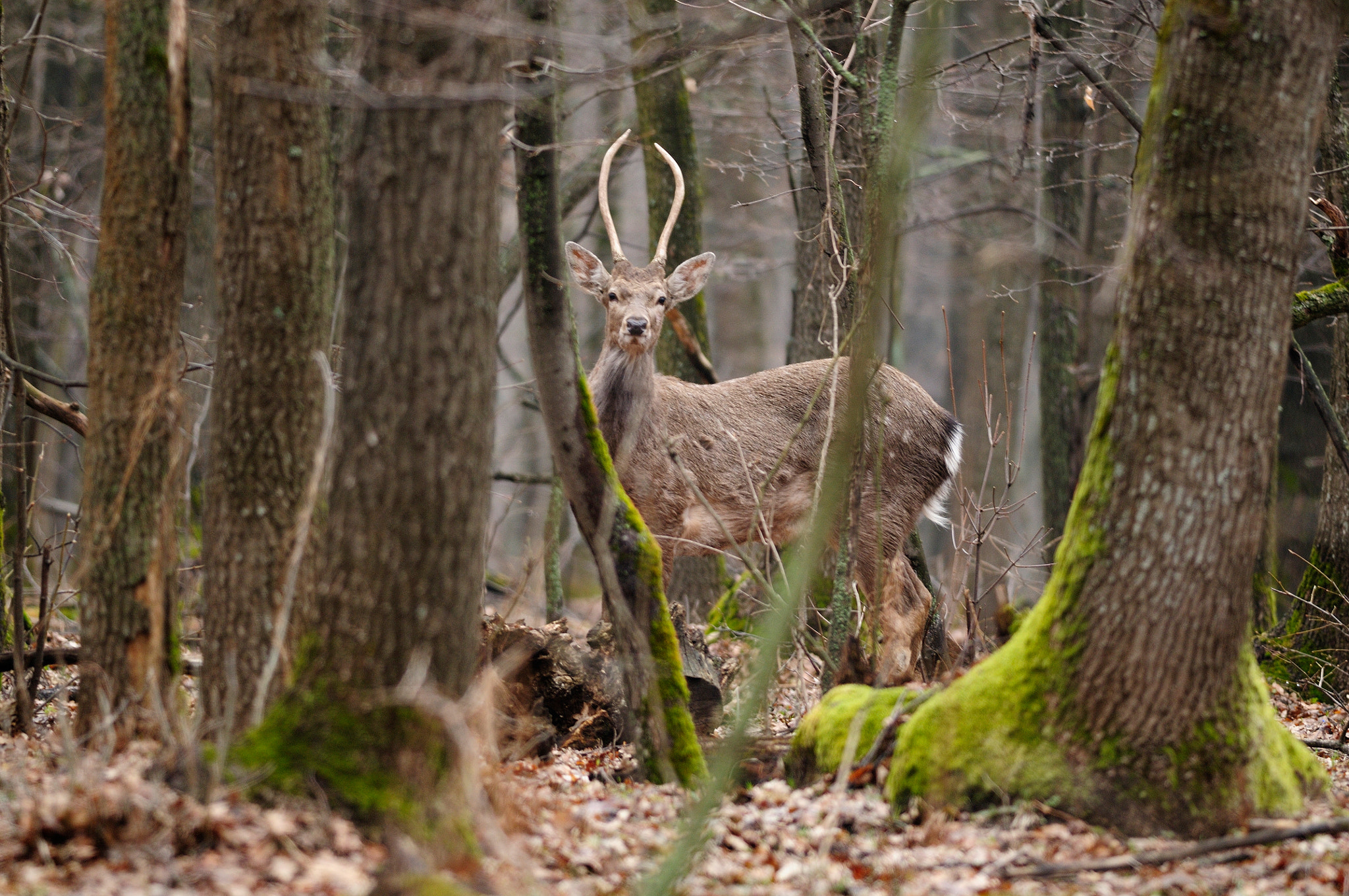 Nikon D300S + Nikon AF-S Nikkor 300mm F4D ED-IF sample photo. Forest life photography