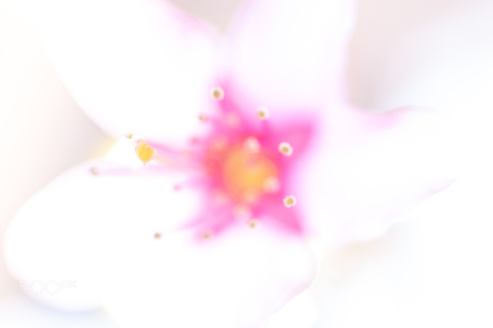 Sony SLT-A77 + Sigma 70mm F2.8 EX DG Macro sample photo. Universe in blossom photography