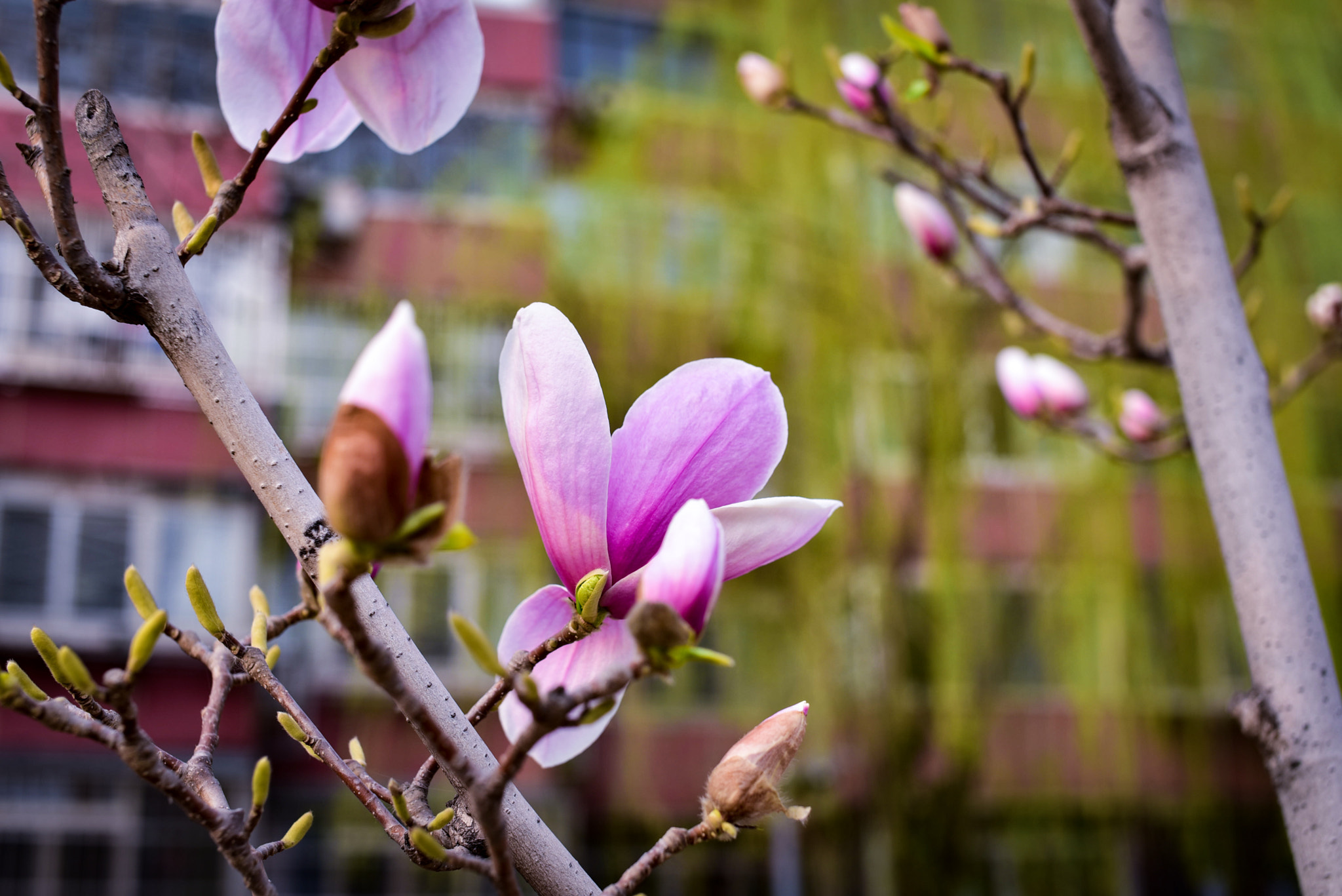 Nikon D750 + Sigma 50mm F1.4 EX DG HSM sample photo. Spring photography