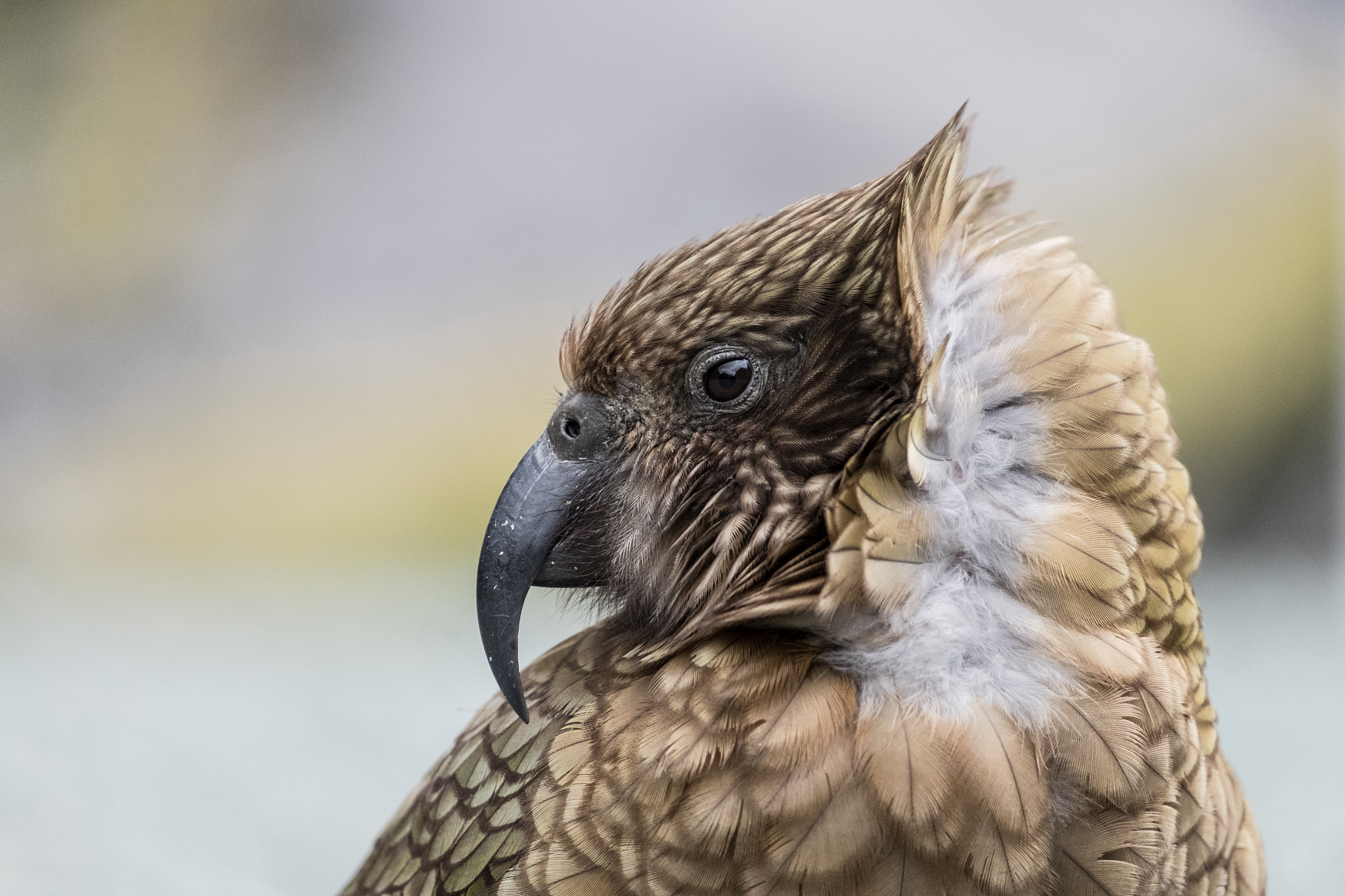 Fujifilm XF 55-200mm F3.5-4.8 R LM OIS sample photo. Kea photography