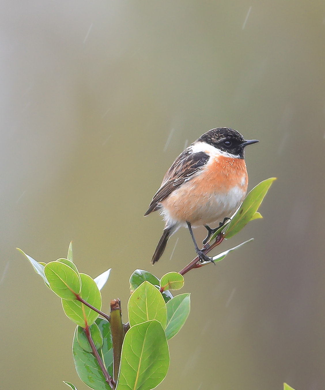 Canon EF 600mm f/4L IS sample photo