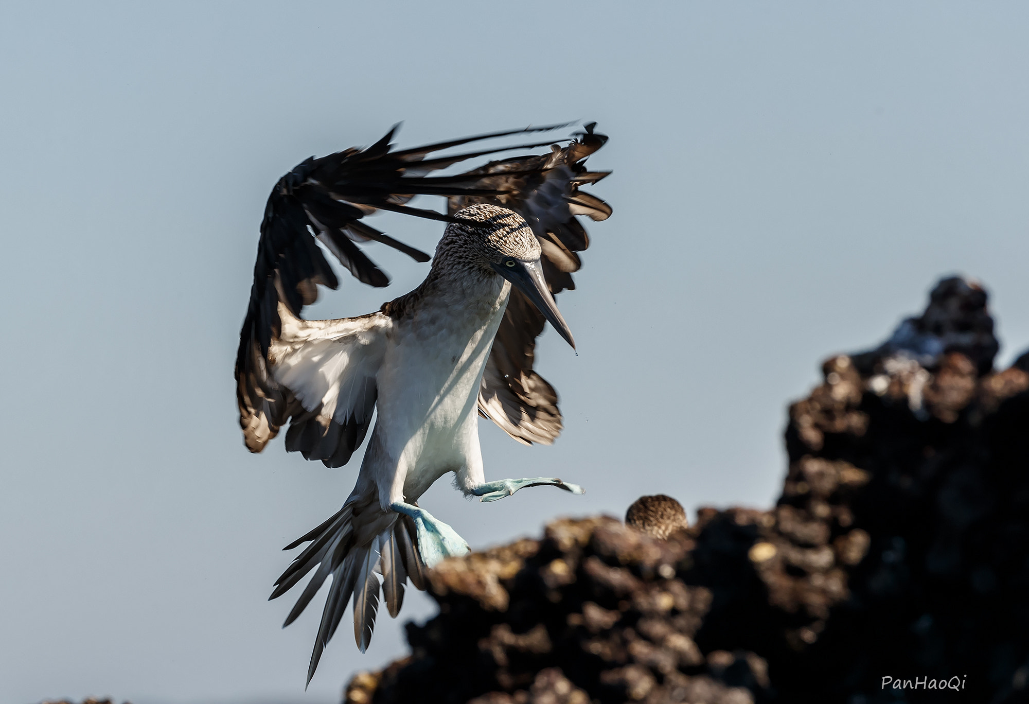 Canon EF 200-400mm F4L IS USM Extender 1.4x sample photo. Blue-footed boody photography