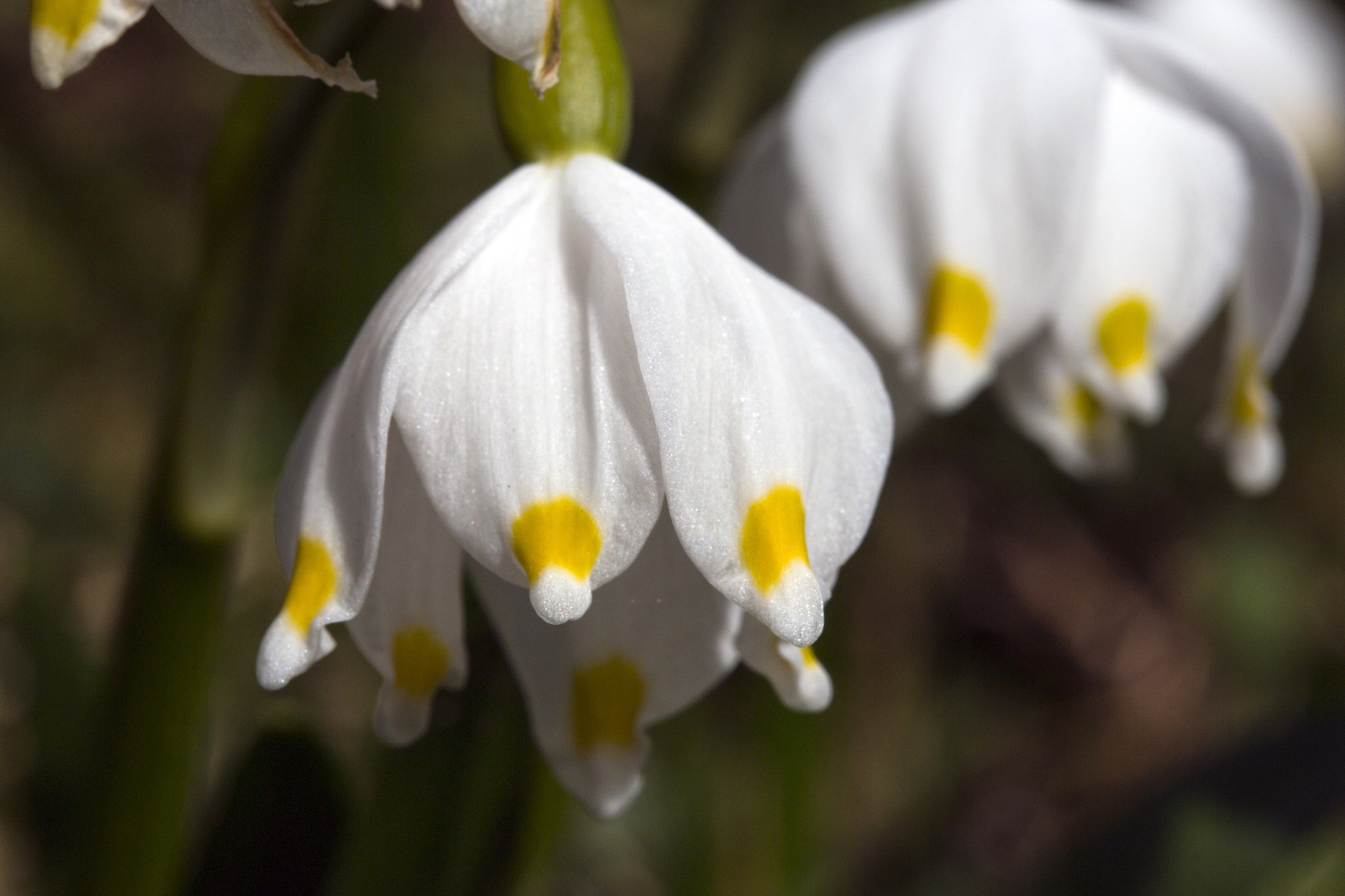 Canon EF-S 60mm F2.8 Macro USM sample photo