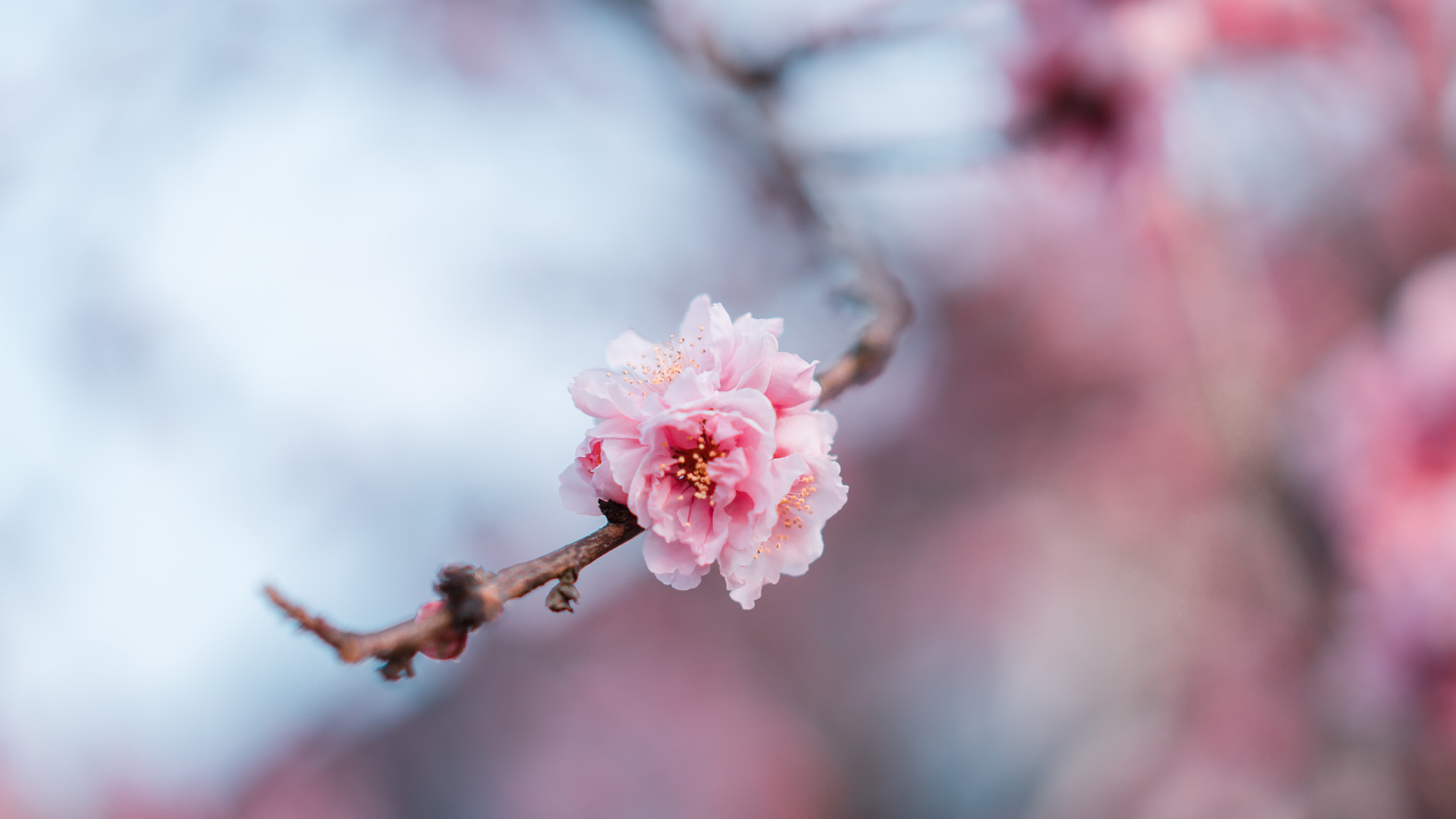 Sony a7S + Sony Sonnar T* FE 55mm F1.8 ZA sample photo. 桜 photography