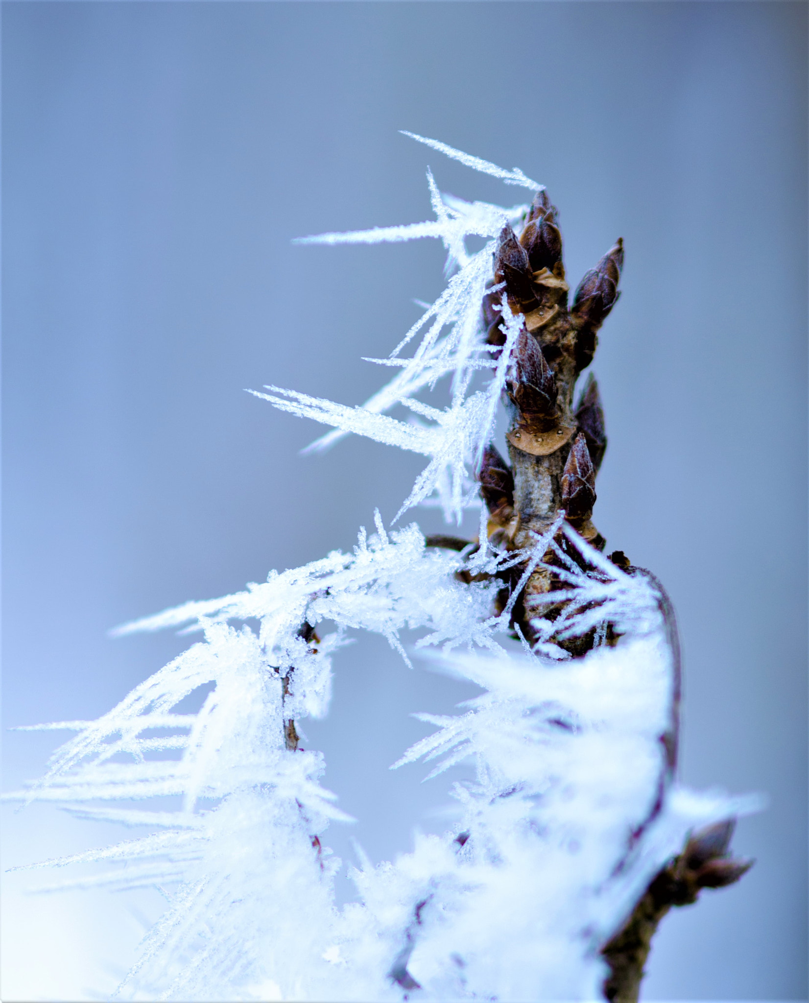 AF Micro-Nikkor 105mm f/2.8 sample photo. Ice structure photography