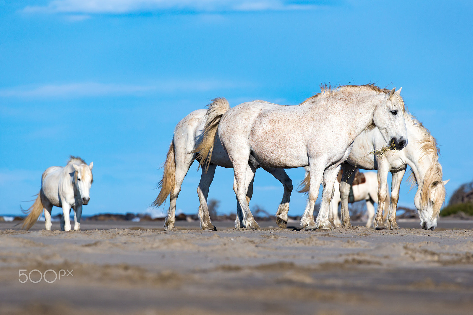 Canon EOS-1D X sample photo. Chevaux camarguais photography