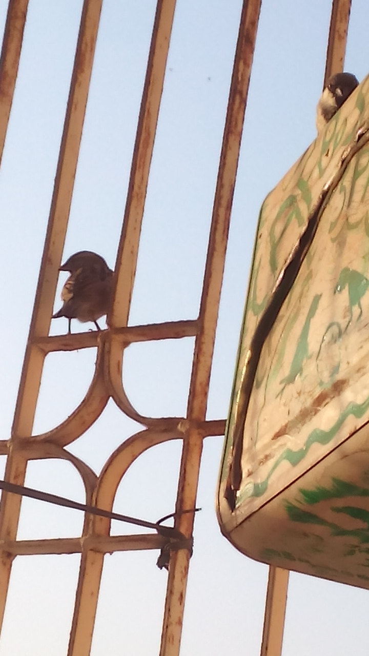 Micromax Canvas Spark sample photo. On world sparrow day photography