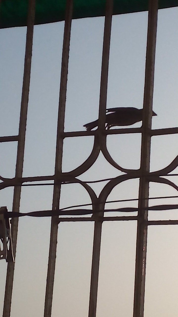 Micromax Canvas Spark sample photo. Ready to fly photography