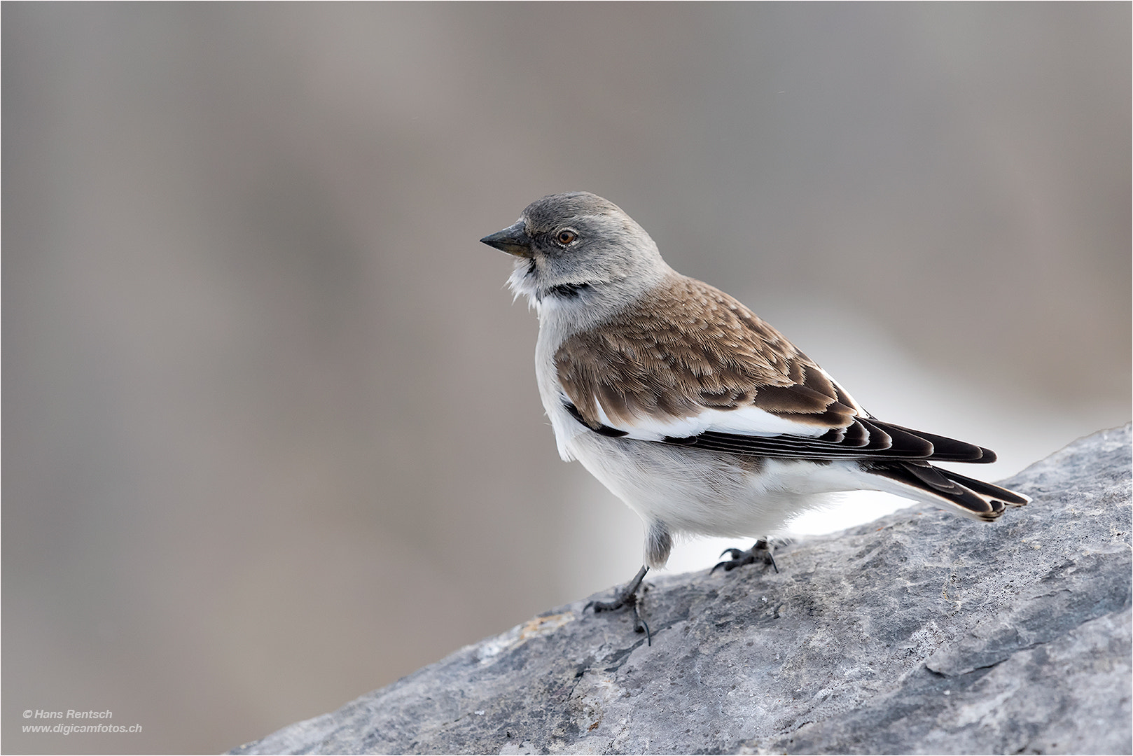 Nikon Nikkor AF-S 300mm F4E PF ED VR sample photo. Schneesperling photography