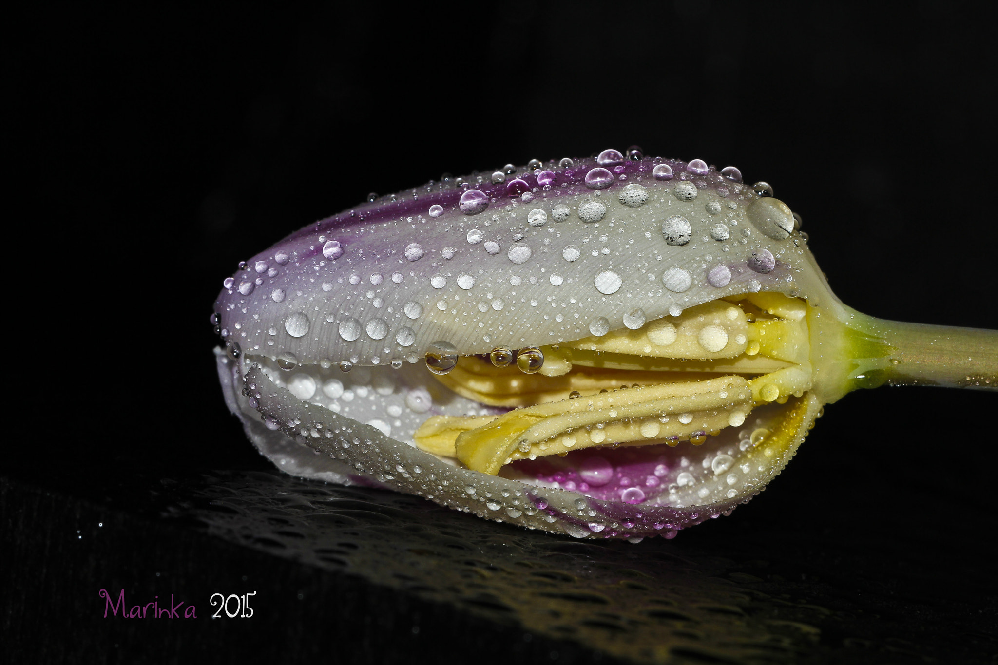 Sigma 150mm f/2.8 EX DG OS HSM APO Macro sample photo. Tulipmg photography