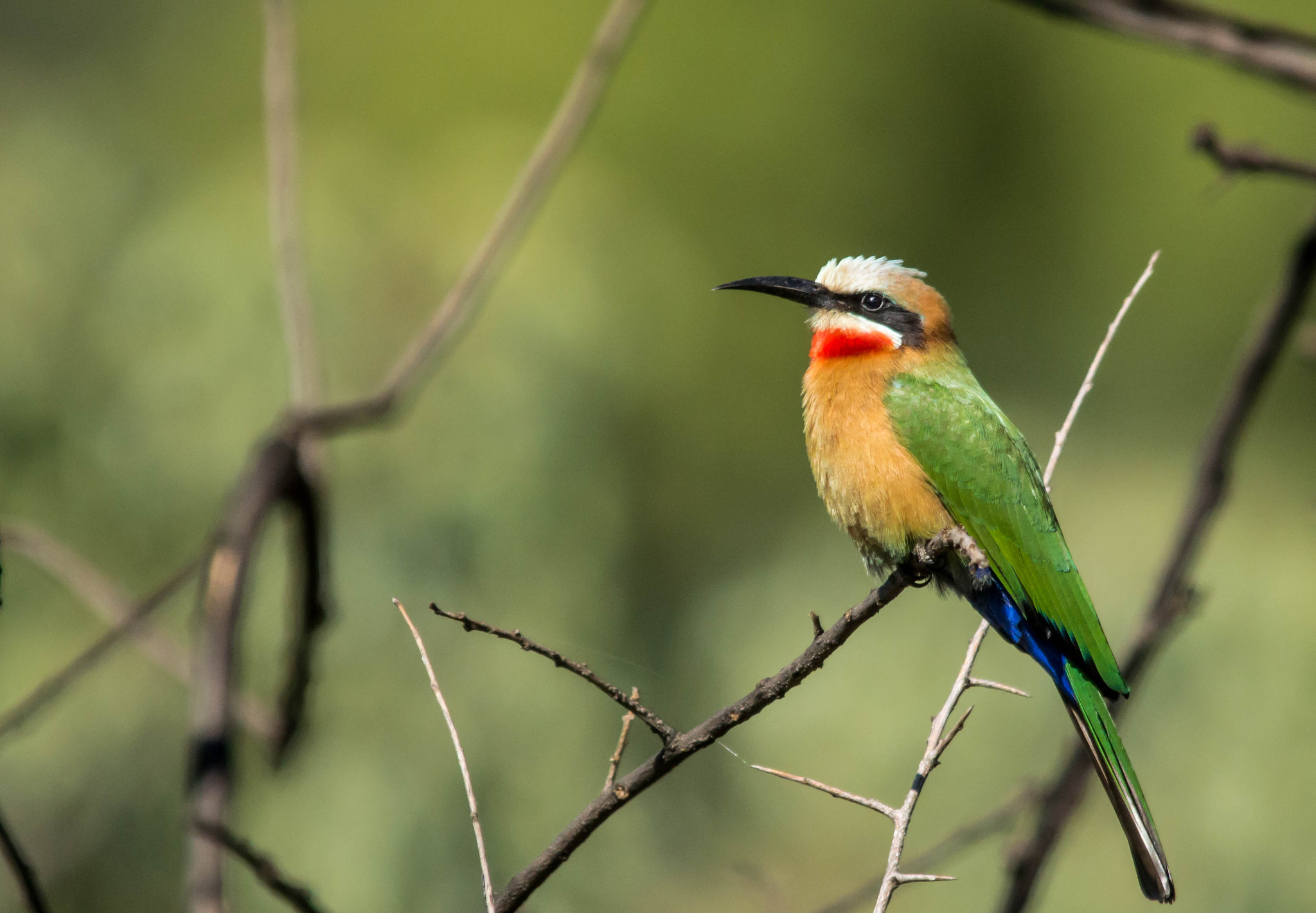 Nikon D3200 + Sigma 150-500mm F5-6.3 DG OS HSM sample photo. Whitefronted bee eater photography