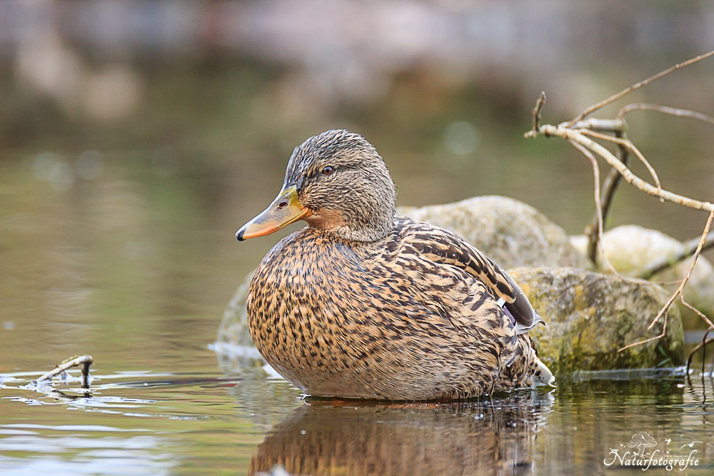Tamron SP 150-600mm F5-6.3 Di VC USD sample photo. Stockente photography