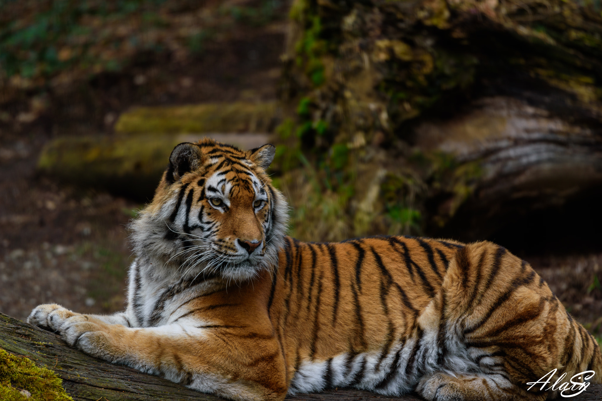 Tamron SP 70-200mm F2.8 Di VC USD sample photo. A beautiful animal photography
