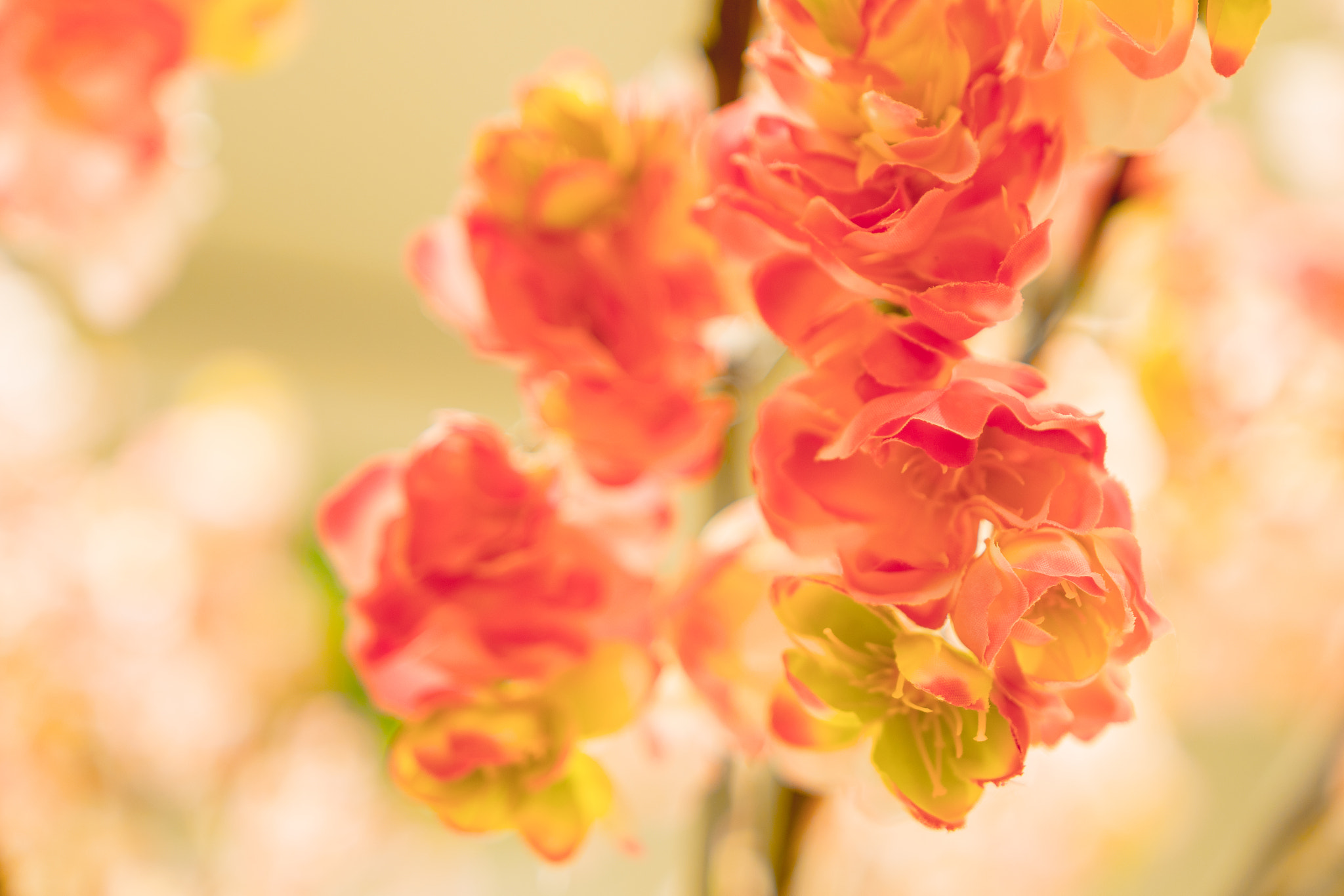 Sigma 18-35mm F1.8 DC HSM Art sample photo. Spring flowers photography