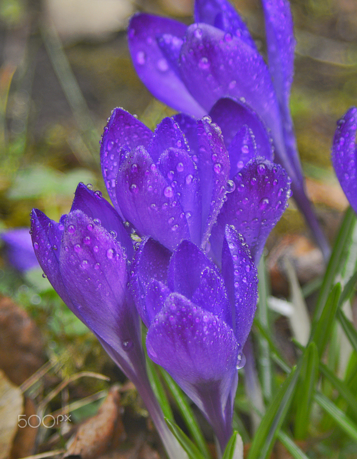 Manual Lens No CPU sample photo. Blüte 2 photography