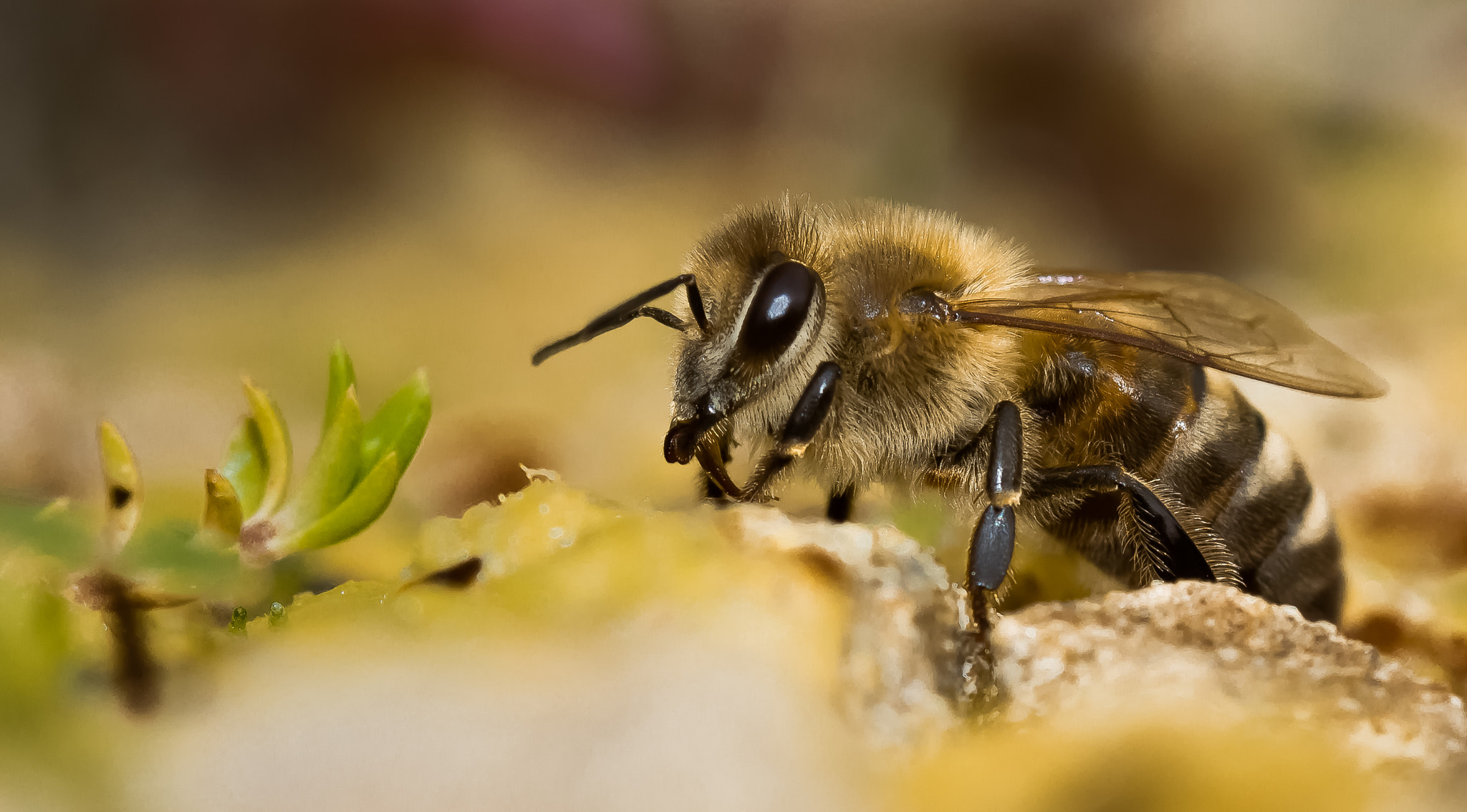 Canon EF 100mm F2.8 Macro USM sample photo. Bij photography