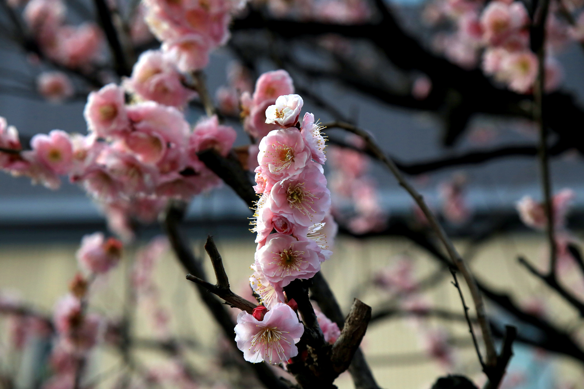 Canon EOS 6D + Canon EF 28-105mm f/3.5-4.5 USM sample photo. Spring is coming photography
