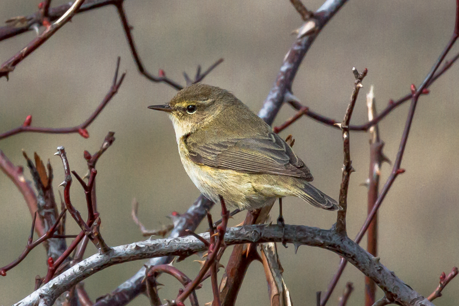 Canon EOS 60D + Canon EF 100-400mm F4.5-5.6L IS USM sample photo. Common chiffchaff photography