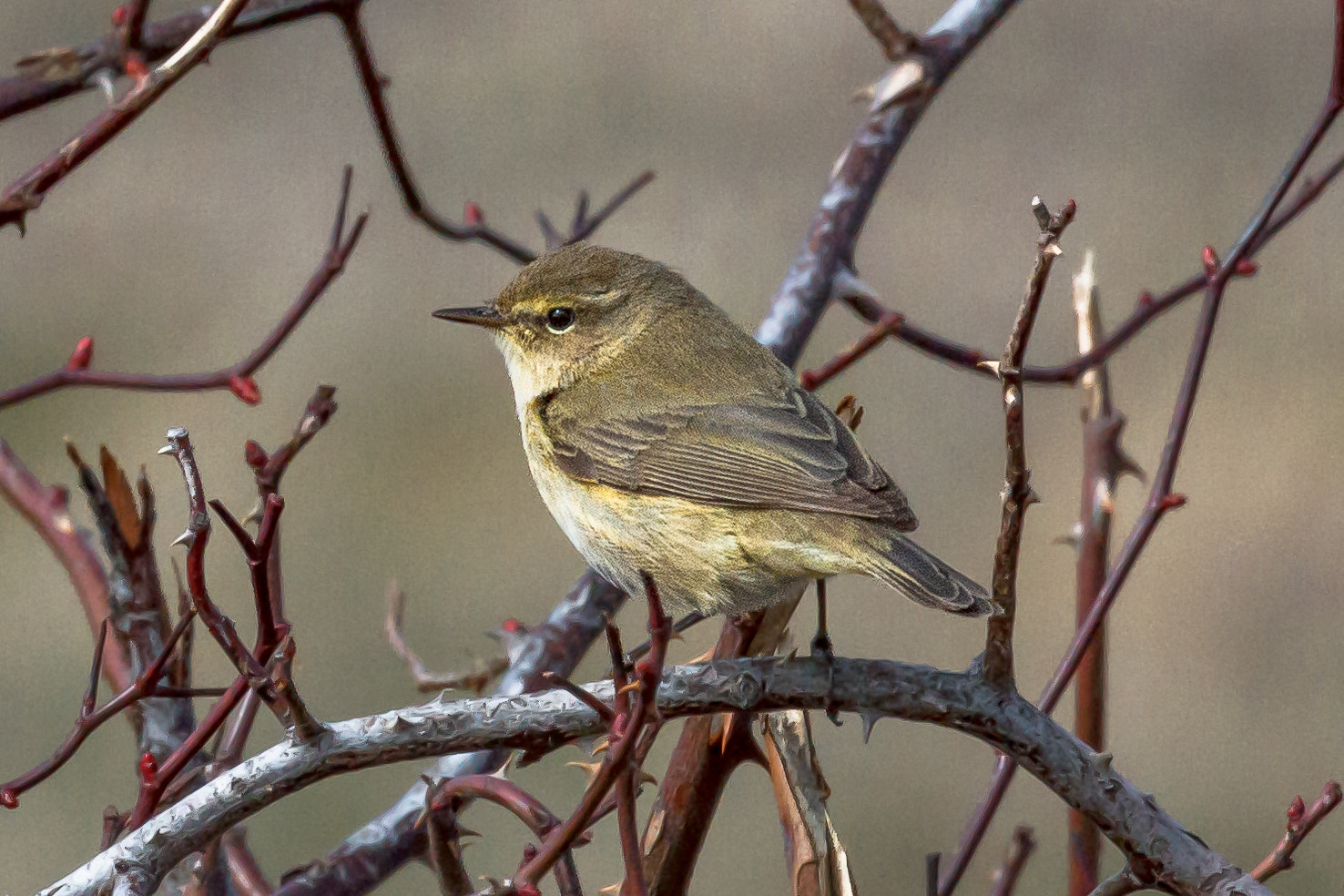 Canon EF 100-400mm F4.5-5.6L IS USM sample photo. Common chiffchaff photography