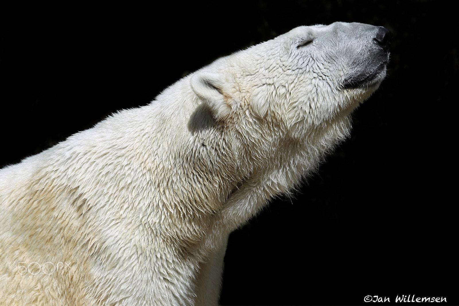 Canon EF 300mm F2.8L IS II USM sample photo. Polar bear photography