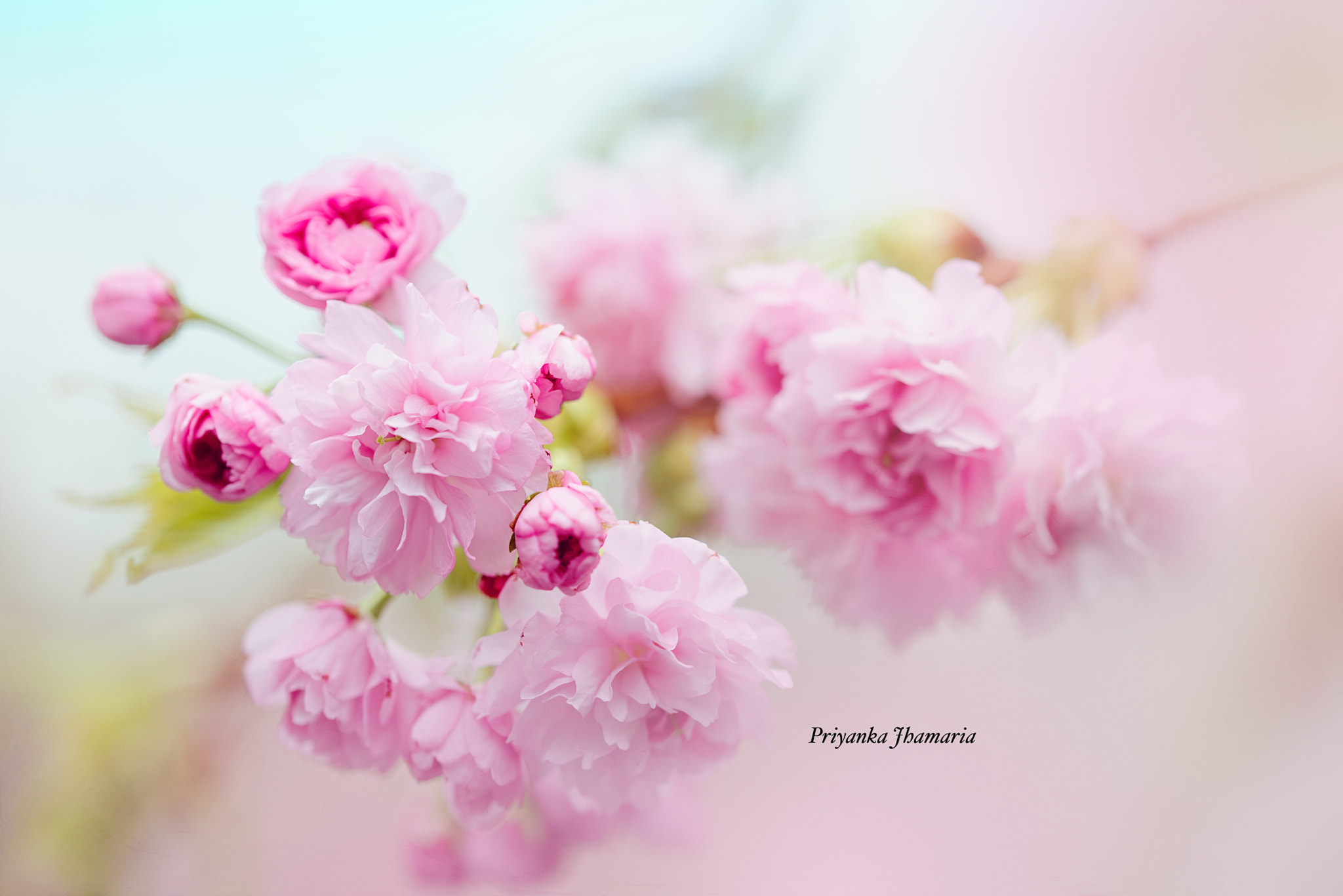 Nikon D750 sample photo. Pretty in pink photography