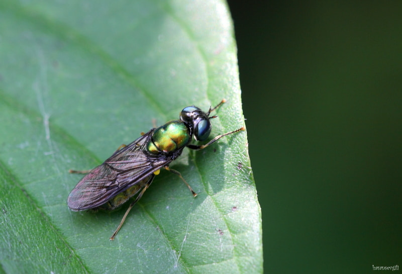 Sigma APO Macro 150mm f/2.8 EX DG HSM sample photo. Fly photography