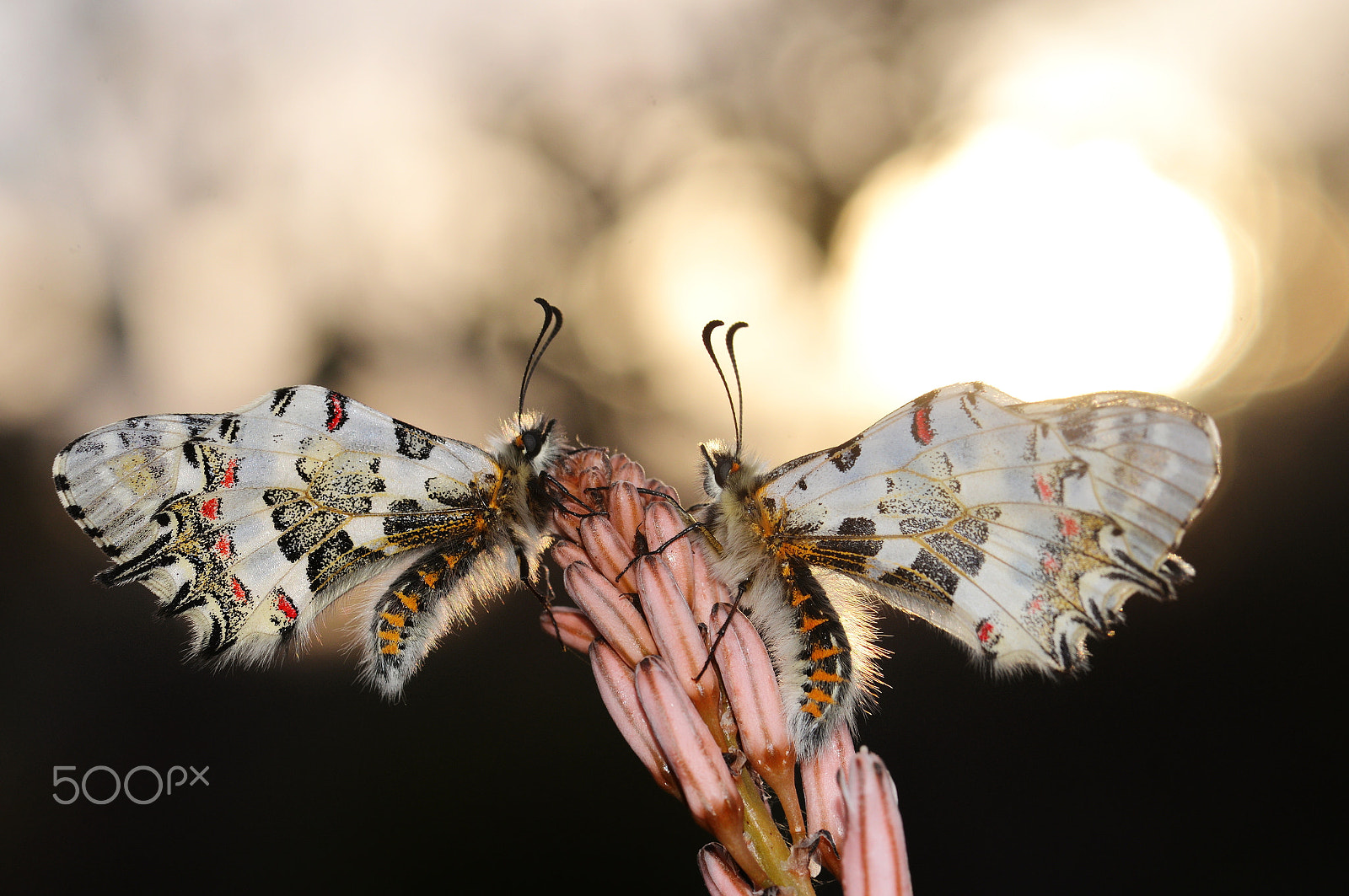 Nikon AF-S Micro-Nikkor 105mm F2.8G IF-ED VR sample photo. Romantic lovers photography