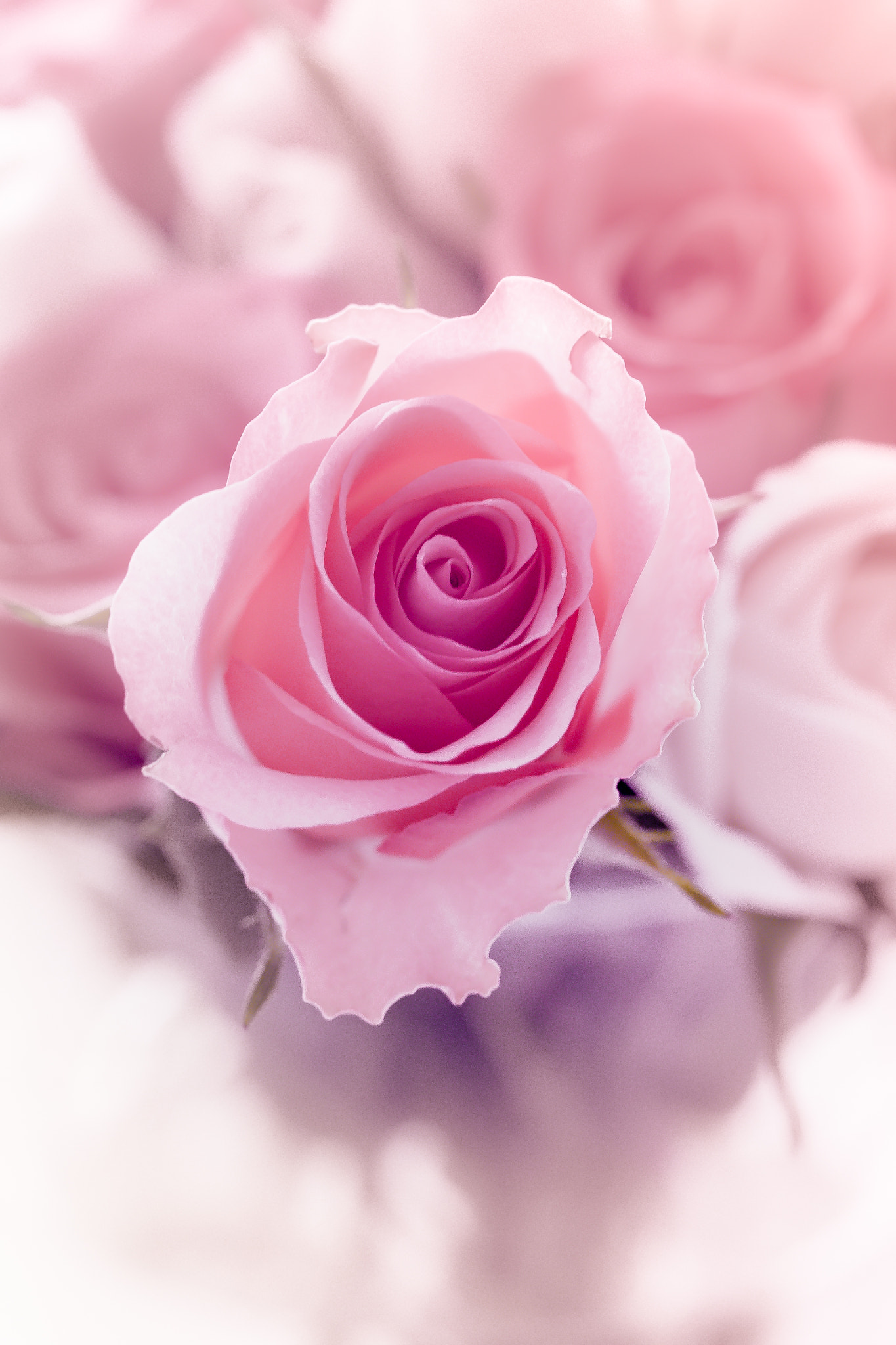 Olympus M.Zuiko Digital ED 60mm F2.8 Macro sample photo. The rose in pink photography
