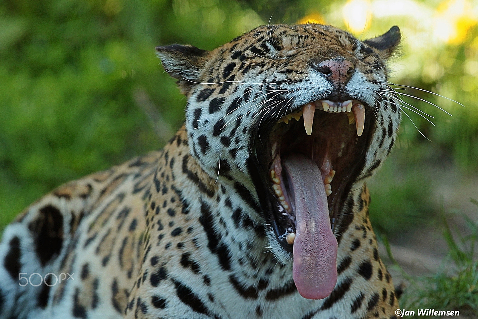 Canon EF 300mm F2.8L IS II USM sample photo. Jaguar photography