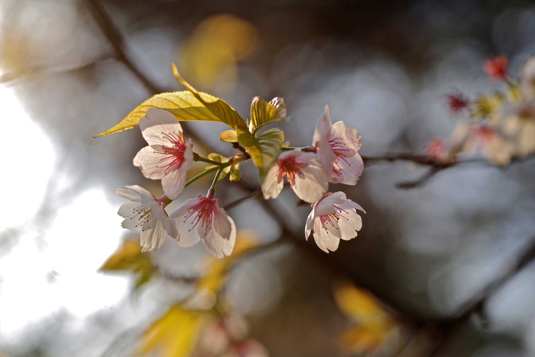 Tamron SP AF 90mm F2.8 Di Macro sample photo. Wild cherry photography