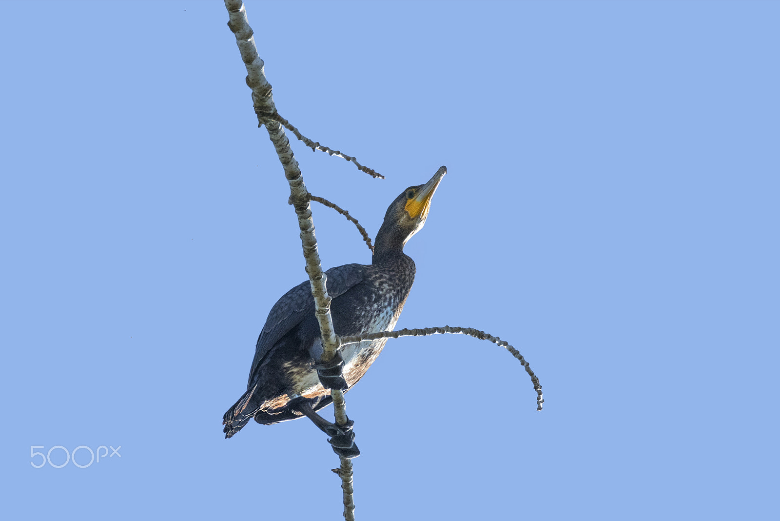 Sigma 150-600mm F5-6.3 DG OS HSM | C sample photo. Cormorant photography