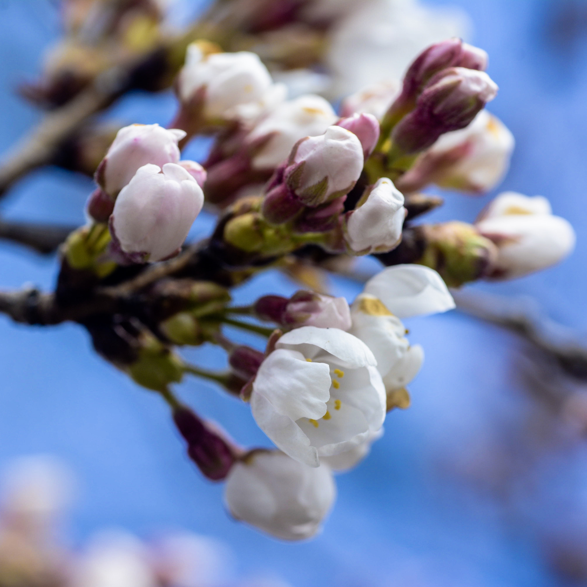 Tamron SP AF 90mm F2.8 Di Macro sample photo. A pretty perfect cluster photography