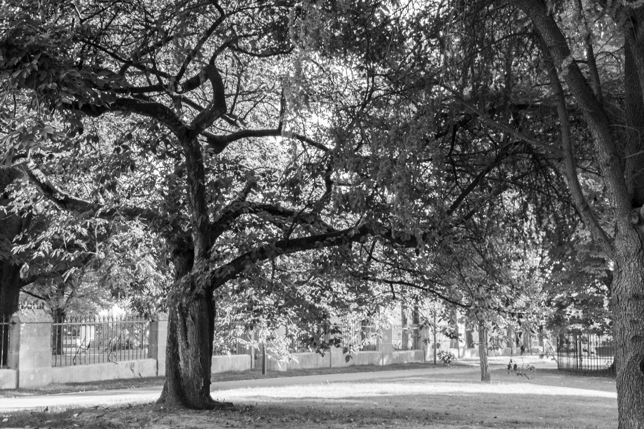 Canon EOS 750D (EOS Rebel T6i / EOS Kiss X8i) sample photo. B&w photography