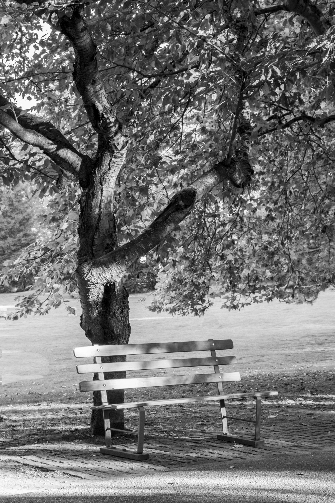 Canon EOS 750D (EOS Rebel T6i / EOS Kiss X8i) sample photo. B&w photography