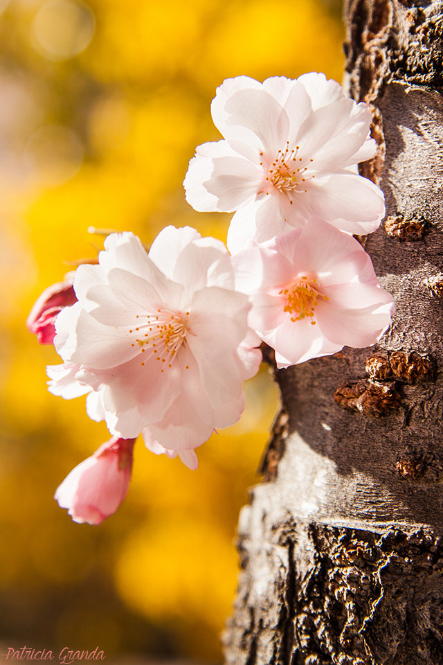 Canon EOS 50D sample photo. Cherry blossom photography