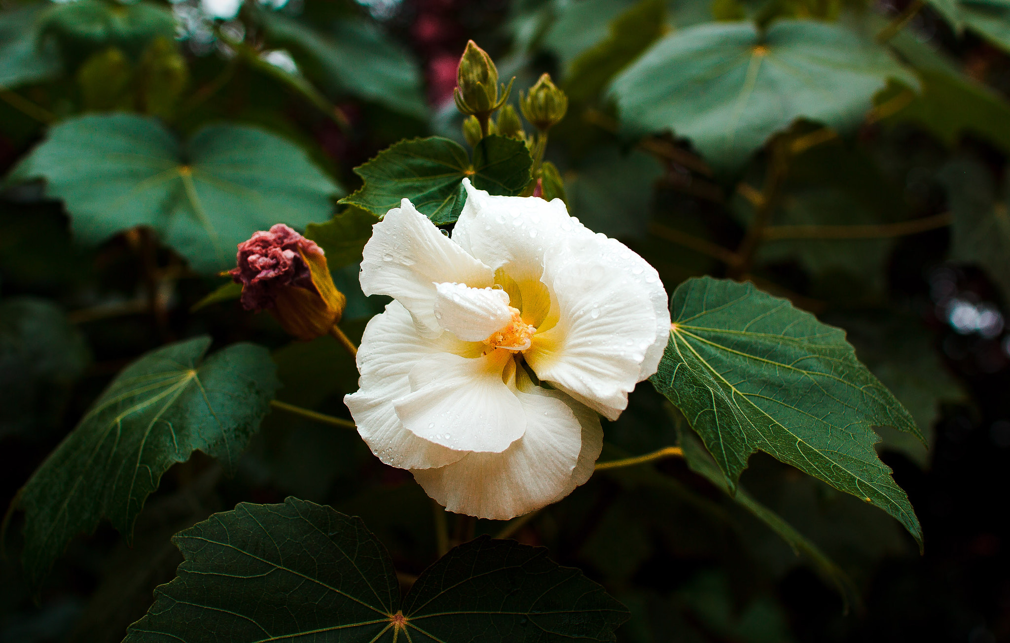 Canon EOS 60D + Sigma 30mm F1.4 EX DC HSM sample photo. Rose of sharon photography