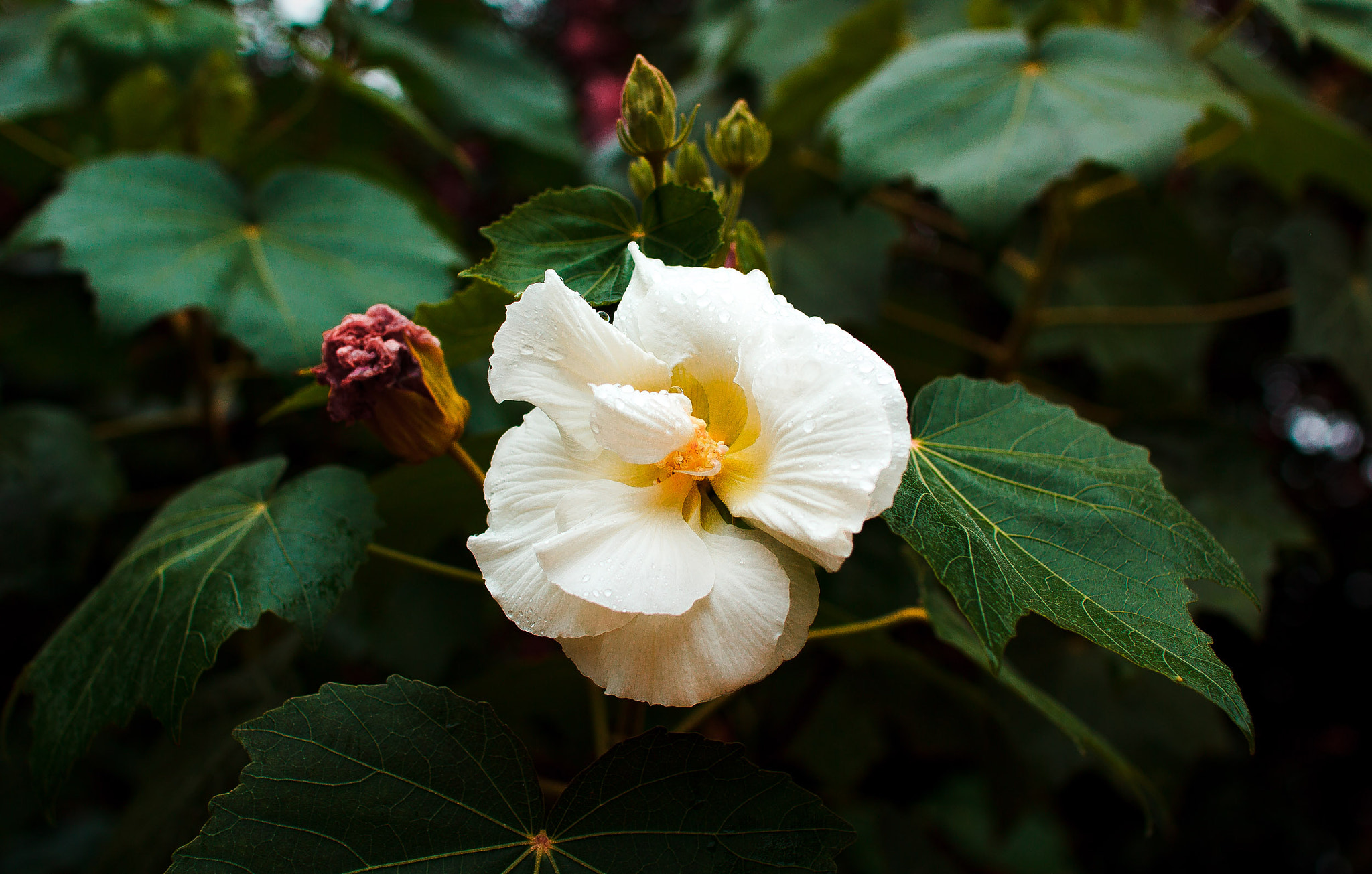 Sigma 30mm F1.4 EX DC HSM sample photo. Rose of sharon photography